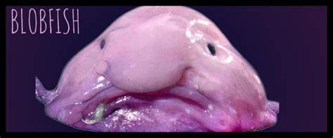 blobfish evolution|blobfish vertebrate or invertebrate.